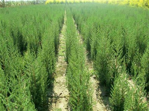 北方地區(qū)屋頂綠化常用植物（地被類）