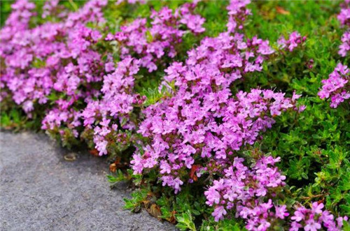 北方地區(qū)屋頂綠化常用植物（地被類）
