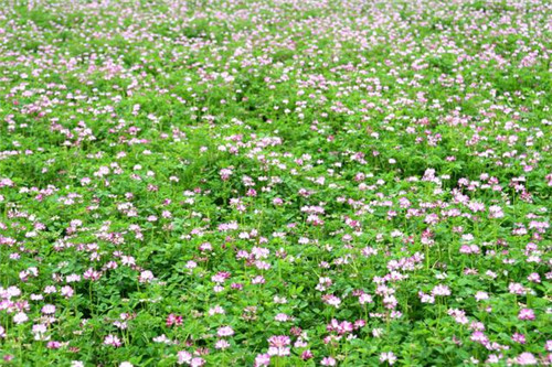 北方地區(qū)屋頂綠化常用植物（地被類）