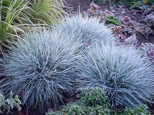 北方地區(qū)屋頂綠化常用植物（地被類）