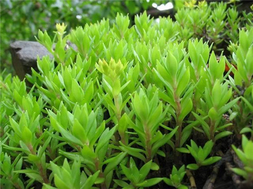 北方地區(qū)屋頂綠化常用植物（地被類）