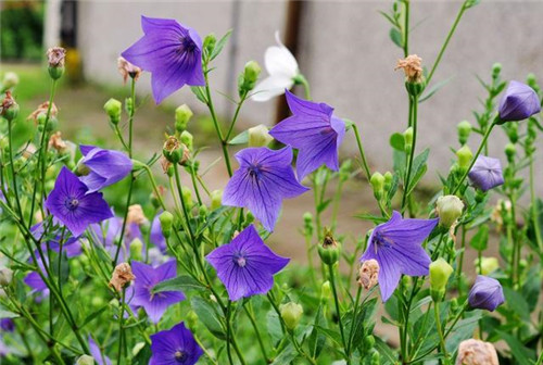 北方地區(qū)屋頂綠化常用植物（地被類）