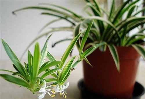 為什么你養(yǎng)的植物多年不開花