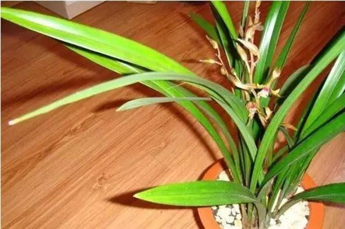 為什么你養(yǎng)的植物多年不開花