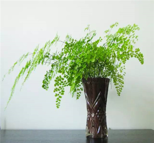 這七種植物 讓你的書(shū)房更有味道