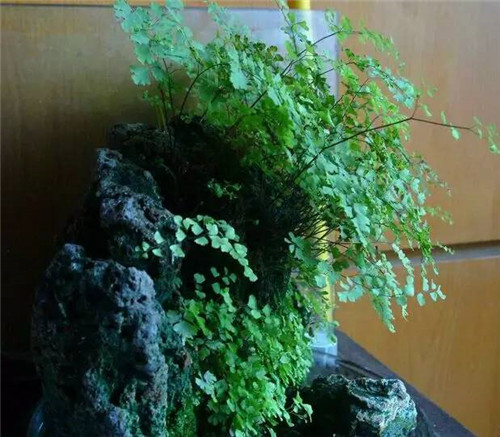 這七種植物 讓你的書(shū)房更有味道