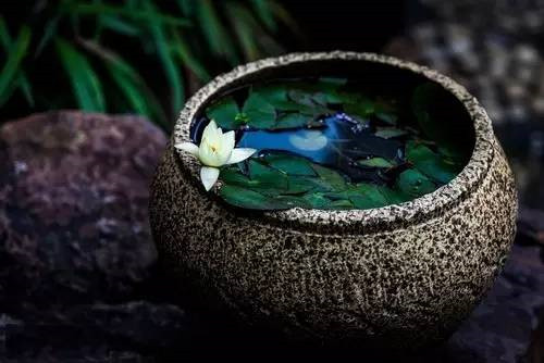 這七種植物 讓你的書(shū)房更有味道