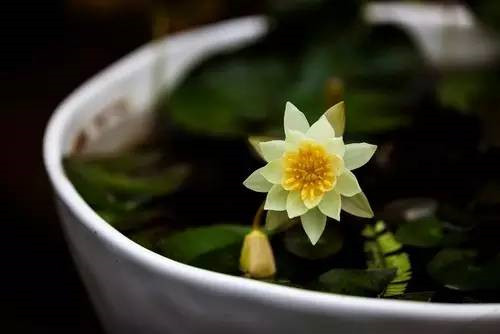 這七種植物 讓你的書(shū)房更有味道