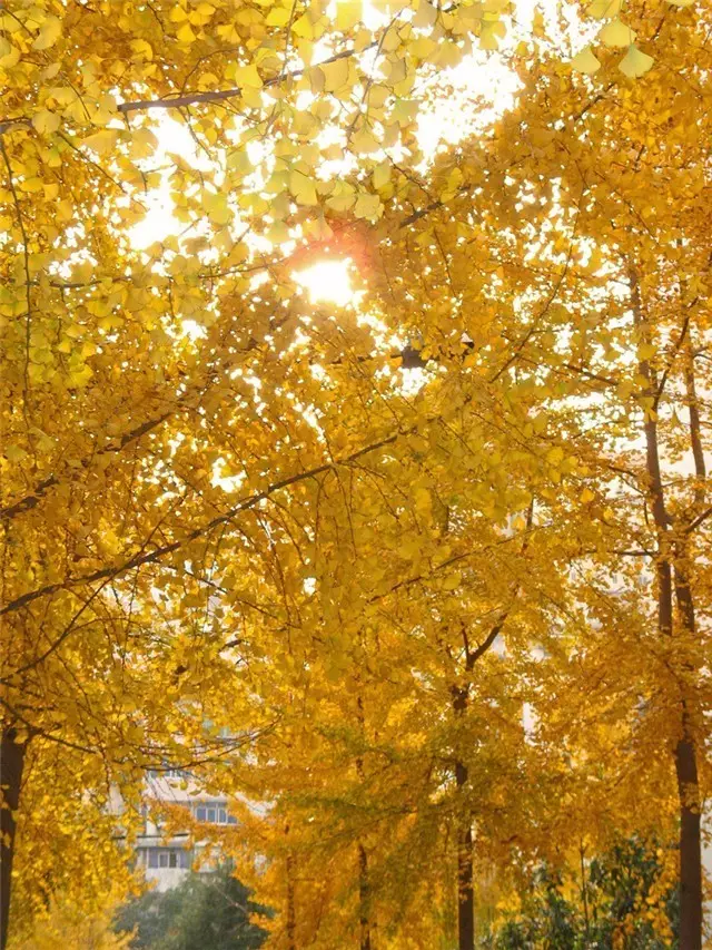 未來(lái)十年大規(guī)格喬木和彩葉苗木都不會(huì)過(guò)時(shí)