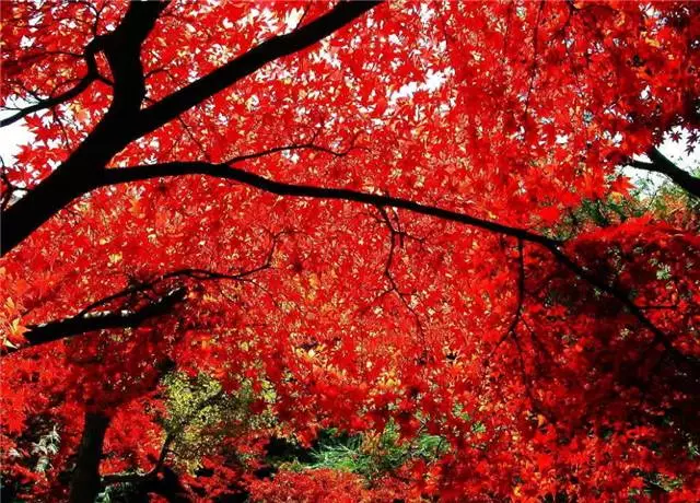 未來(lái)十年大規(guī)格喬木和彩葉苗木都不會(huì)過(guò)時(shí)