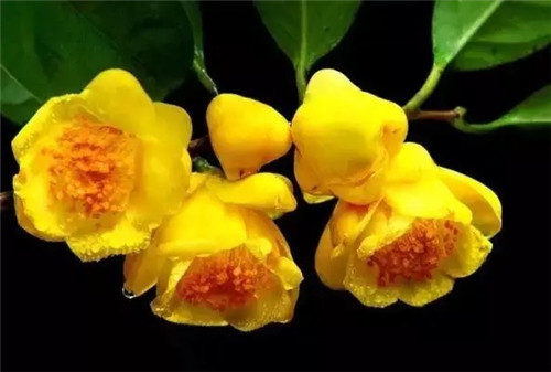 廣西防城自然保護(hù)區(qū)有50多萬株野生金花茶