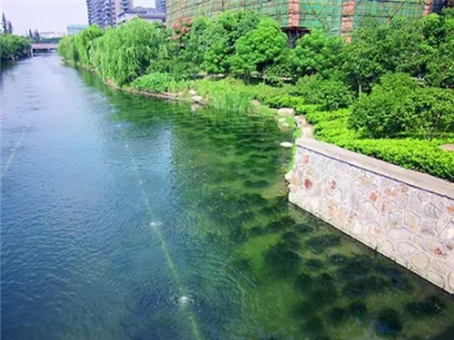 治理河流生態、 復活河流生命
