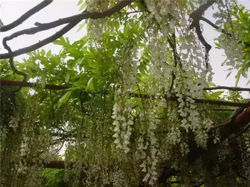 植物界的吉尼斯世界紀(jì)錄
