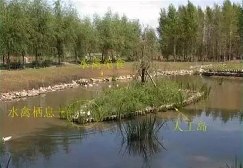 河道生態(tài)棲息地的修復設計與施工