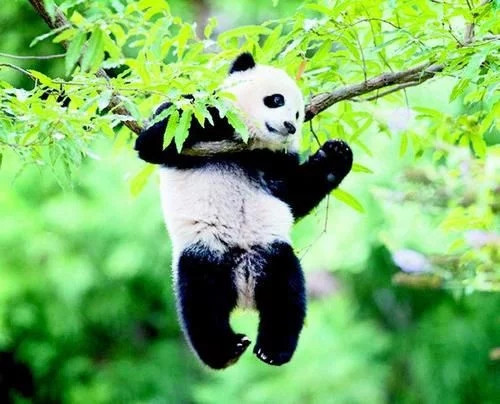 中國國家最美的7個(gè)國家公園