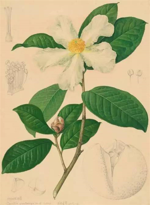 植物科學(xué)畫，宜興有名家