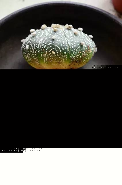 種植仙人掌科多肉植物該用什么土？