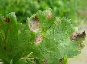 植物生病了怎么判斷？