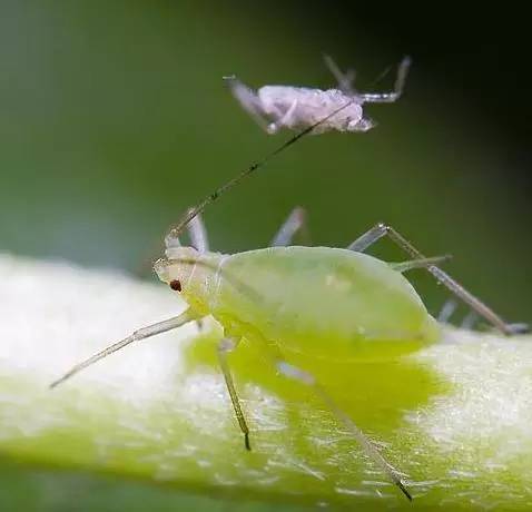 植物生病了怎么判斷？