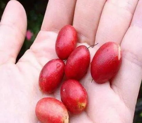 城里人從來都沒見過的，國寶級的珍貴植物