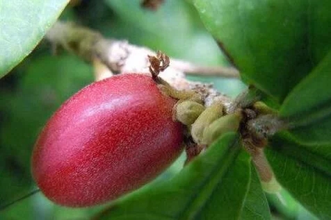 城里人從來都沒見過的，國寶級的珍貴植物