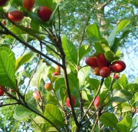 城里人從來都沒見過的，國寶級的珍貴植物