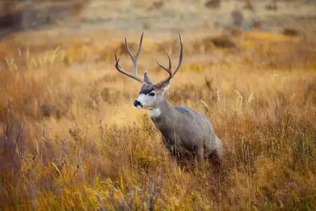 落基山國家公園