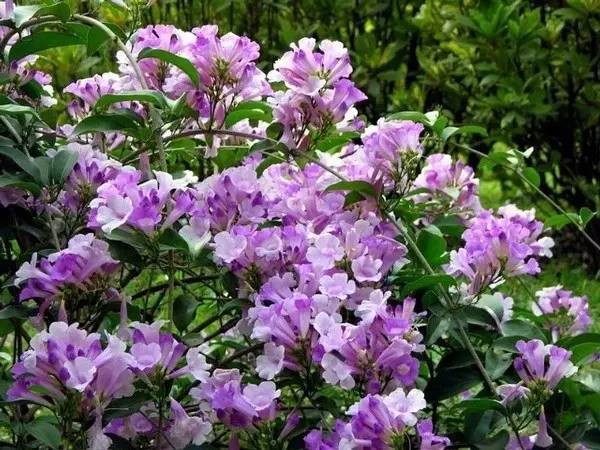 陽臺爬藤植物，這種你可能還沒種過
