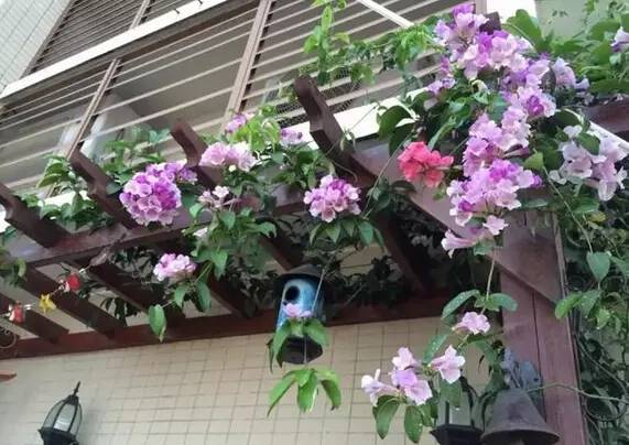 陽臺爬藤植物，這種你可能還沒種過