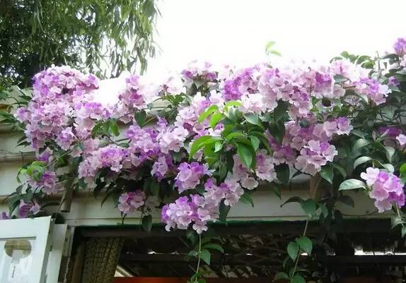 陽臺爬藤植物，這種你可能還沒種過