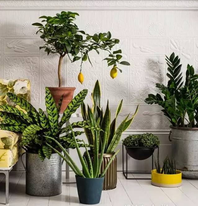 光線(xiàn)不好也能養(yǎng)的植物，給你推薦這10種