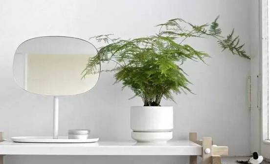 光線(xiàn)不好也能養(yǎng)的植物，給你推薦這10種