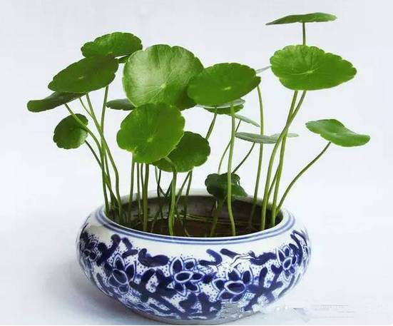 光線(xiàn)不好也能養(yǎng)的植物，給你推薦這10種