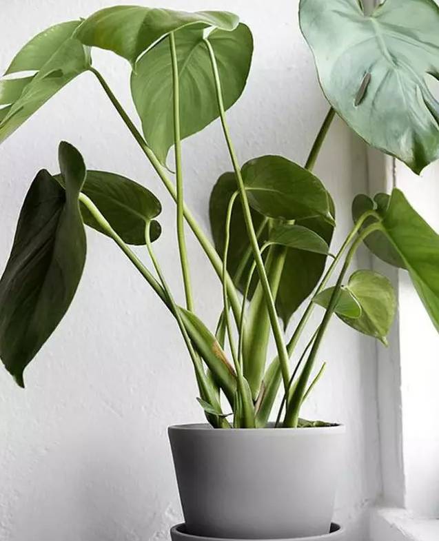 光線(xiàn)不好也能養(yǎng)的植物，給你推薦這10種