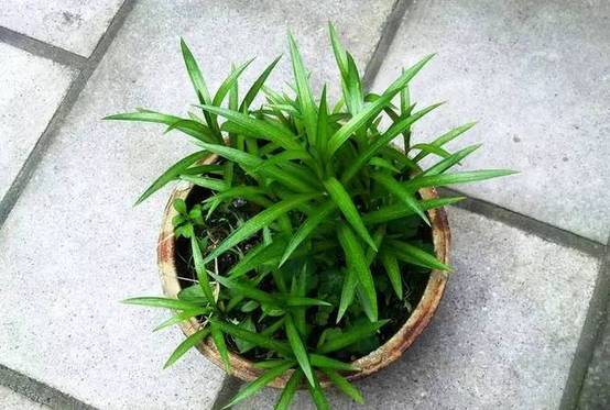 光線(xiàn)不好也能養(yǎng)的植物，給你推薦這10種
