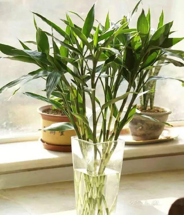 光線(xiàn)不好也能養(yǎng)的植物，給你推薦這10種