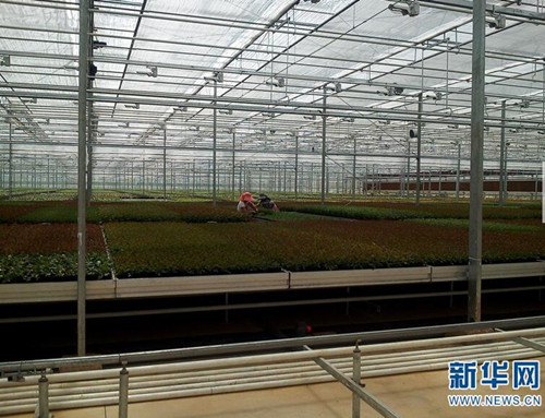 云南省花卉所：圍繞產業(yè)需求加快科技轉化