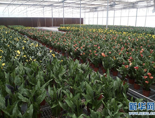 云南省花卉所：圍繞產業(yè)需求加快科技轉化