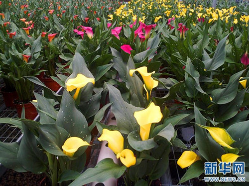 云南省花卉所：圍繞產業(yè)需求加快科技轉化