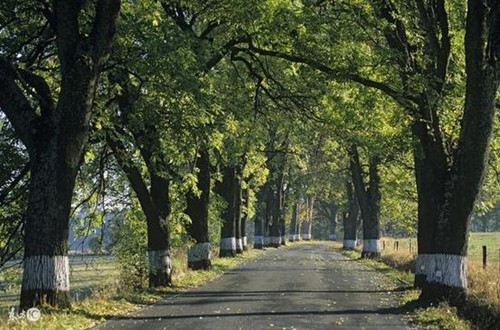 武漢出臺(tái)林蔭道設(shè)計(jì)導(dǎo)則 要求樹(shù)冠齊整優(yōu)美