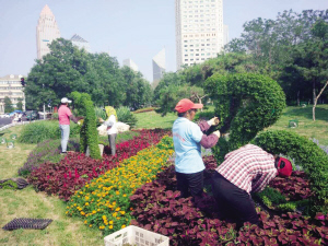 天津全運會園林景觀養護大揭秘(圖)