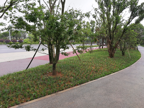 園冶杯專(zhuān)業(yè)獎(jiǎng)：梅溪湖路西延線(xiàn)道路景觀(guān)設(shè)計(jì)