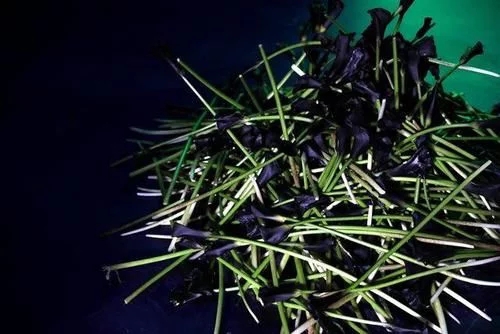 時(shí)尚、藝術(shù)、花卉 一場(chǎng)盛開(kāi)的對(duì)話