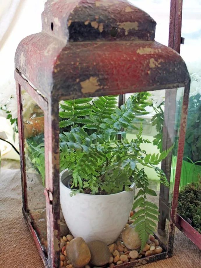 蕨類植物的花藝美學(xué)