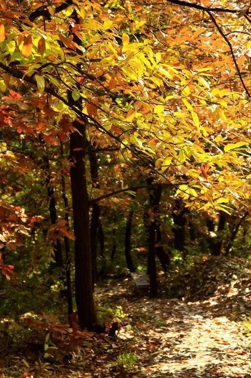 來大楊山國家森林公園邂逅真正的秋天