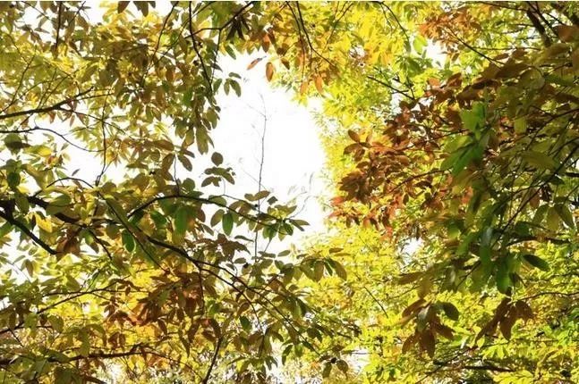 來大楊山國家森林公園邂逅真正的秋天