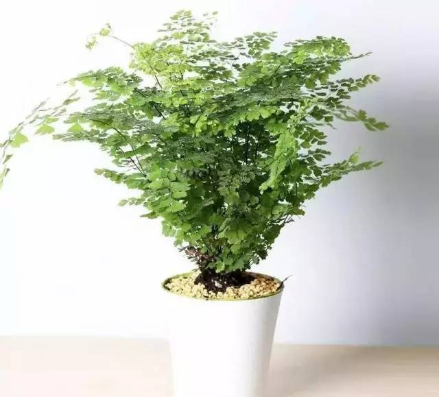 植物也看氣質(zhì)，哪種花卉更適合你的家？