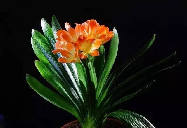 植物也看氣質(zhì)，哪種花卉更適合你的家？