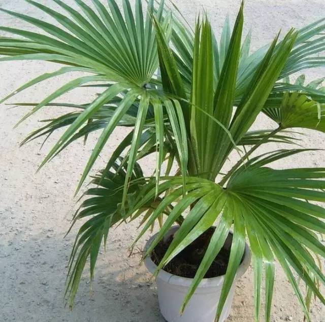 植物也看氣質(zhì)，哪種花卉更適合你的家？