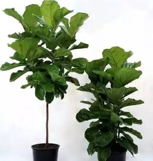 植物也看氣質(zhì)，哪種花卉更適合你的家？